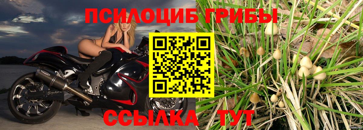 Псилоцибиновые грибы Psilocybine cubensis  Вход с VPN  Саратов 